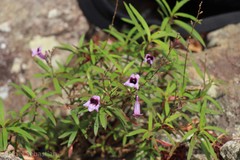 Asystasia travancorica